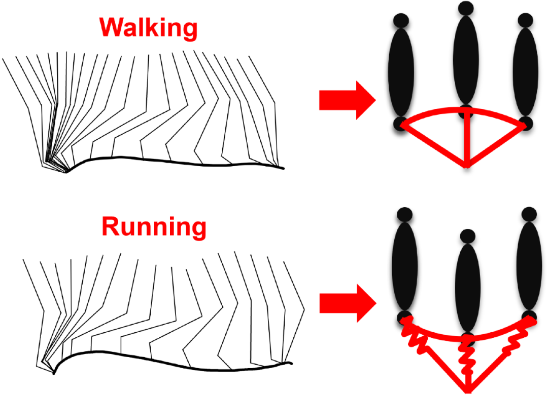 图1 步行和跑步的步态差异 图1 步行和跑步的步态差异